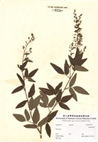 藏品(Desmodium paniculatum (L.) DC. )的圖片